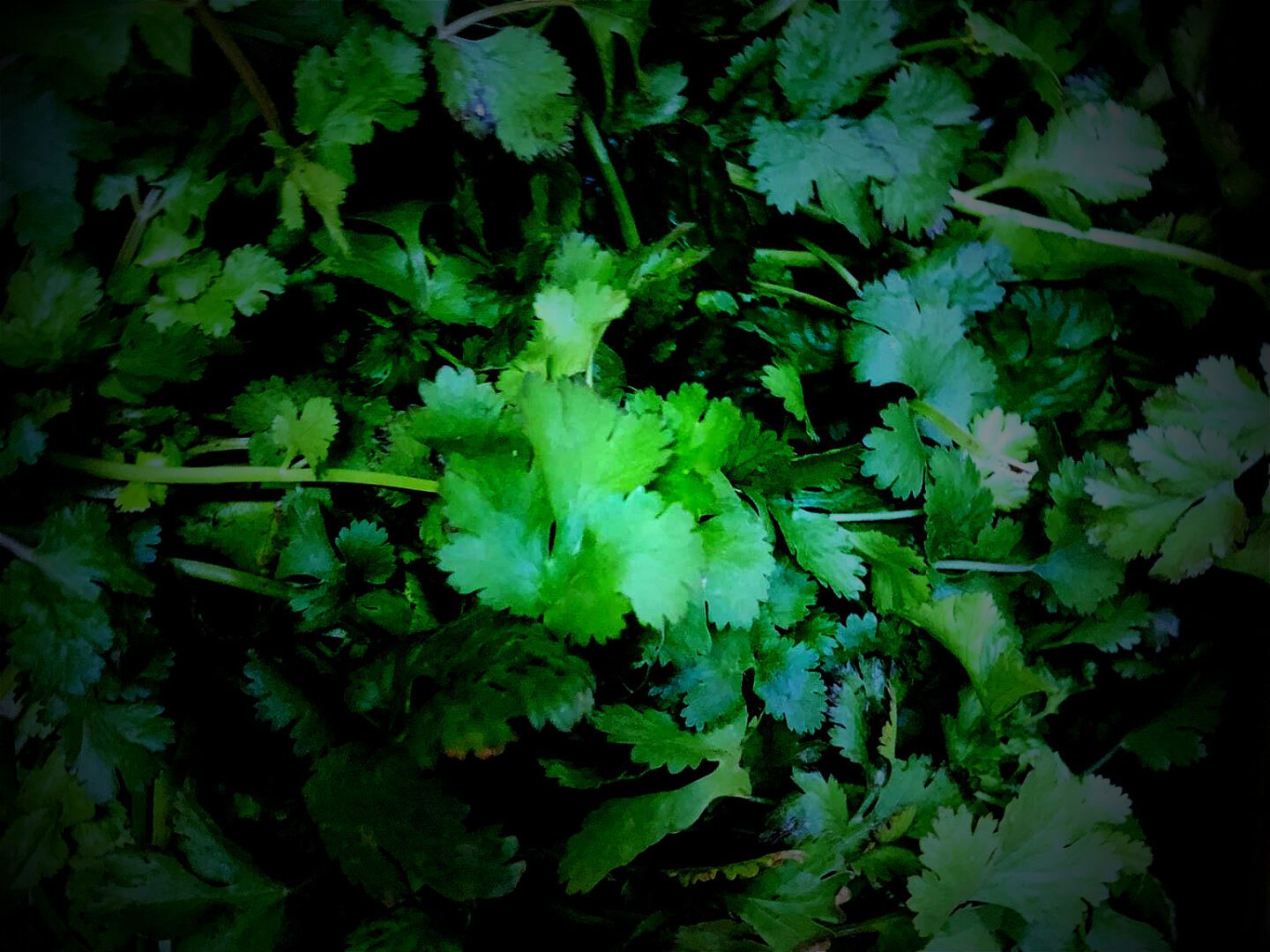 Coriander Leaf